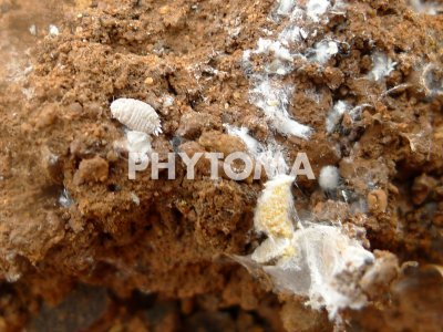 Delottococcus aberiae ( D. aberiae )